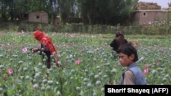 اطفال در یکی از مزارع کوکنار ولایت بدخشان