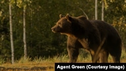 Datorită dimensiunilor și posturii impresionante, la cei 17 ani ai săi, Arthur era considerat regele urșilor din România. E mort. A devenit trofeu de vânătoare într-o țară în care vânătoarea este interzisă, dar este posibilă prin derogări de la Ministerul Mediului. 