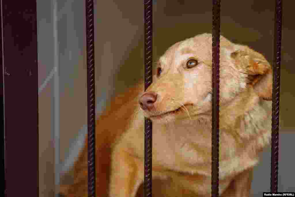 В Чечне сложное отношение к собакам. Дело в том, что в исламе пес считается "нечистым", хотя волонтеры приюта объясняют, что это касается только слюны пса: поэтому после контакта с животным перед молитвой нужно сделать омовение.