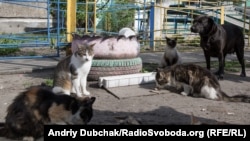 Безпритульні коти і собаки часто зазнають жорстокості від людей