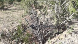 Berzeňňide we Bekrewede müňläp ekilen agaçlaryň ýüzlerçesi guraýar