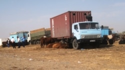 Diňle: Ahalda mal keseli ýaýraýar, maldarlar çäre gözleýär