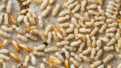 Diňle: Obalar çolarýar, sary garynjalar adamlaryň ýaşap oturan jaýlaryna howp abandyrýar – ýerli ýaşaýjylar
