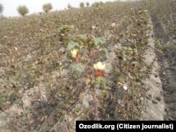 Далада пахта қолмаган бўлса ҳам ўқувчилардан пахта топиб келиш сўраляпти