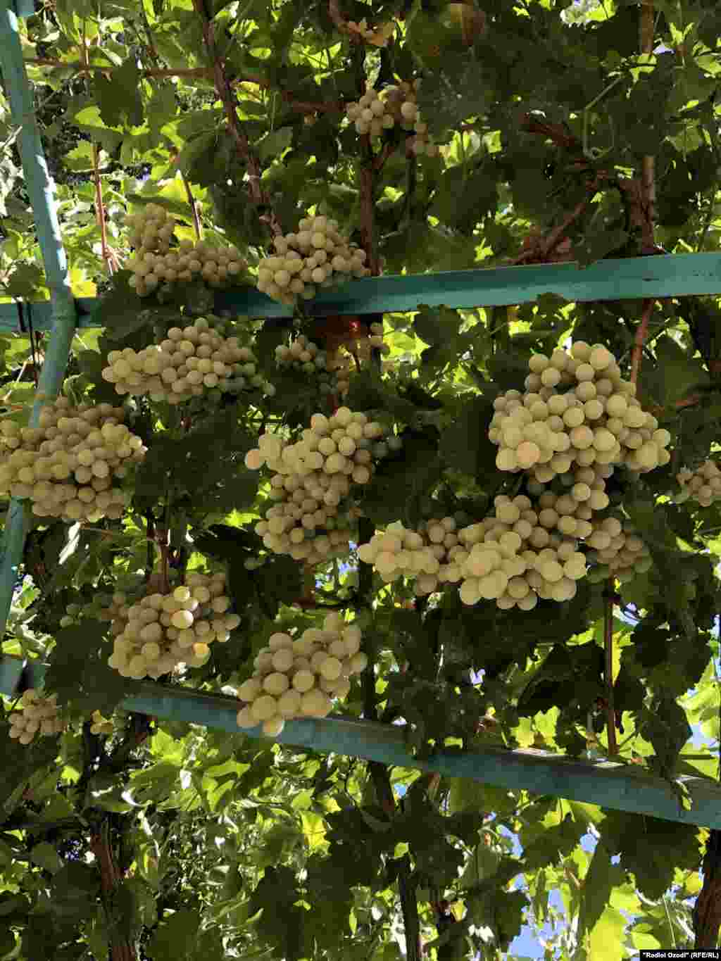 Токзоре дар қасри Ситораи Моҳихосса, Бухоро