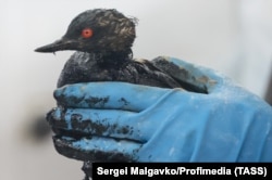 მოხალისეებმა გადაარჩინეს მაზუთით დასვრილი ზღვის ფრინველი. კრასნოდარის ოლქი, 2024 წლის 18 დეკემბერი