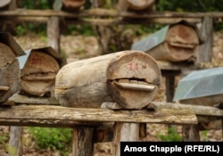 ხის მორები