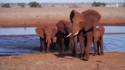 کینیايي ادارو له فیلانو د فصلونو ژغورلو نوې طریقه موندلې