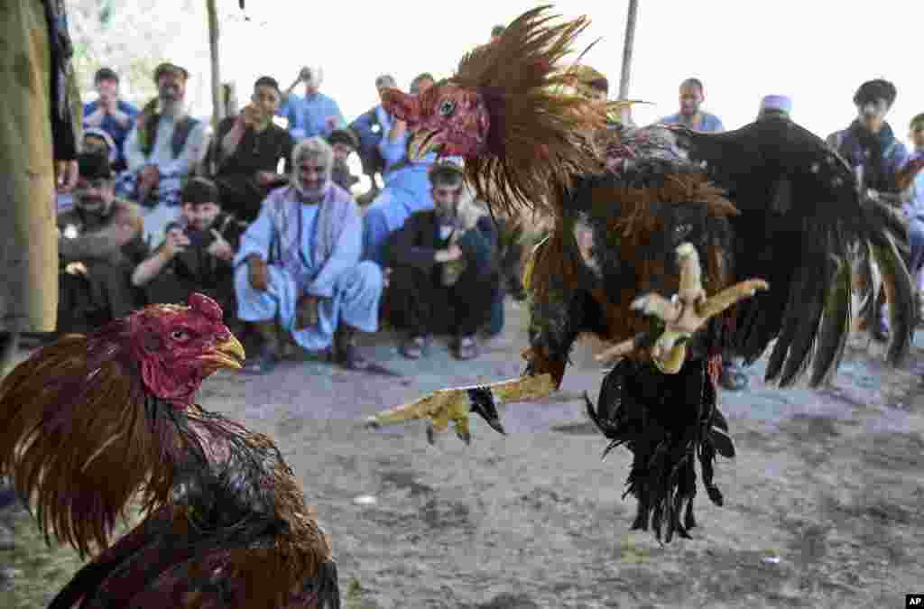 په کابل کې د چرګانو جنګ - د طالبانو له بندیزونو سره سره چرګان جنګول کېږي 
