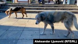 Lutalice u centru Podgorice, 12. novembar 2025.