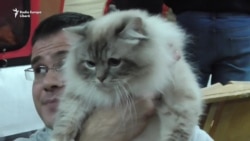 Большой кошкин дом