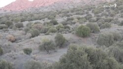 د ژوب او شېرانیو ولسونو د ځنګلونو او ژویو ساتلو هوډ کړی دی