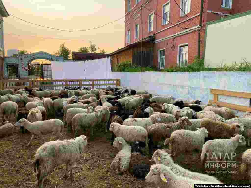 Корбанга чалыначак сарыклар. Татар-информ фотосы.