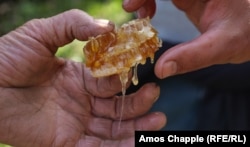 ფიჭა თაფლით ხელში