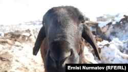 Иллюстарция сүрөт.