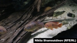 Рыбам, кажется, нет дела до карантина.