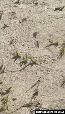 Ahal welaýatyndan gelip gowşan suratda giň bolmadyk meýdana ýaşyl reňkde ençeme çekirtgäniň ýygnanandygyny görse bolýar. Maý, 2025 ý.