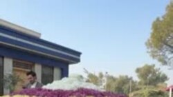 پېښور پوهنتون کې د ګلانو کلنی نندارتون روان دی