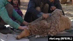 داکتران میگویند که بیماری کانگر از حیوانات به انسان ها سرایت می کند