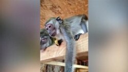 Реабилитационный зоопарк в Бишкеке восстанавливается после пожара