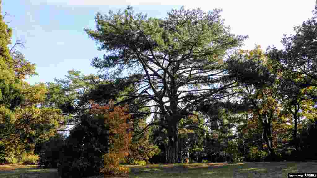 У парку є безліч рослин з країн Середземномор'я, Північної і Південної Америки, Східної Азії. Всі вони благополучно пройшли процес акліматизації