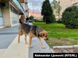 Pas lutalica na podgoričkim ulicama, 12. novembar 2025.