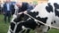 During a farm visit in 2016, Belarusian President Alyaksandr Lukashenka was presented a cow.