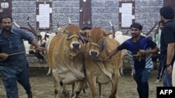 په حیدراباد سېند کې د څاروو منډیۍ