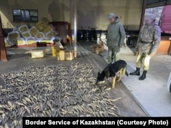 Қытайға контрабандалық жолмен алып өтпек болғанда қолға түскен киік мүйізі. 2024 жылғы қазан айы (Қазақстан ҰҚК шекара қызметі жариялаған фото)