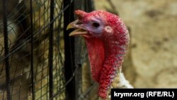 Зоопарктагы үндүк. Ялта шаары, Крым, Украина.