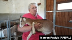 Лариса Гурова біженка з Донеччини. Евакуювала майже 200 кіз