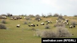Ýurduň günorta sebitlerinde ýerleşýän öri meýdan. Illýustrasiýa suraty.
