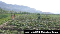 زمین های زراعتی در ولایت لغمان - عکس از آرشیف