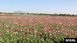 یک کشتزار کوکنار در ولایت کندهار