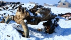 Нарын: Малдын тарпын таштабайлы