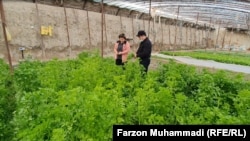 Супруги выращивают овощи для рабочих «Таджикско-китайской горно-промышленной компании»