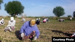 Illýustrasiýa suraty. 