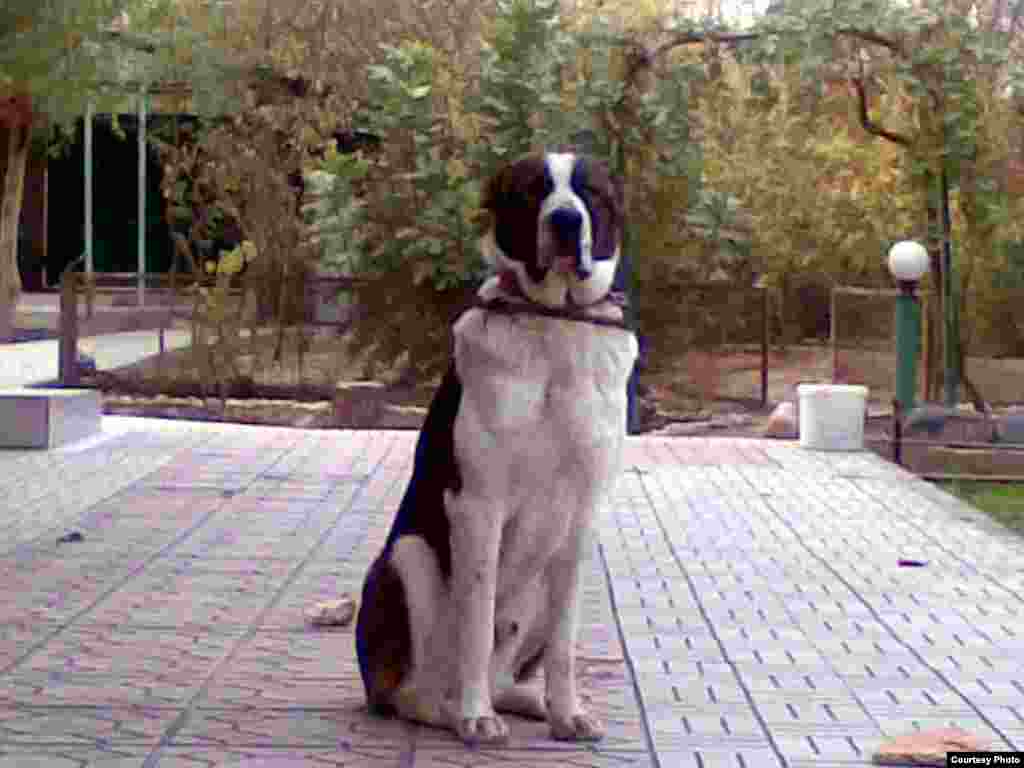 Алабай Акмухаммета Байханова по кличке Друг