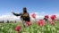 An Afghan policeman destroys poppies during a campaign against the illegal narcotic crop.