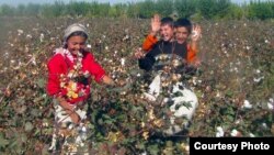 Өзбекстанда өспүрүмдөрдүн пахта терүүгө мажбурланышы сынга кабылып келет.