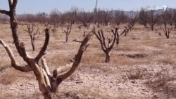 بلوچستان کې د وچکالۍ له کبله ګڼ باغونه له مینځه تللي دي