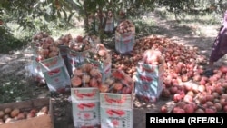 انار کندهار 