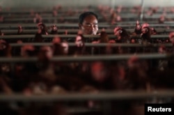 На китайской птицефабрике вблизи Шанхая. 16 апреля 2013 года.