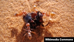 Тарпка чогулган күмүш кумурскалар. Сахара.  