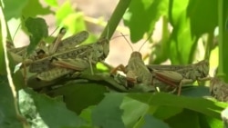 Oba adamlary ýene goragsyz galdy: çekirtgeler hüjüm edýär, hökümet dymýar