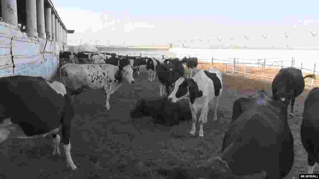 د پوډري شیدو وارداتو د فارم لرونکو بازار ته زیان رسولی د غواګانو یو شمېر فارم لرونکي وايي، چې د غواګانو روزنه د کندهار د ډېری خلکو لپاره د عاید یوازینۍ منبع ده. خو د پوډري شیدو وارداتو د دوی بازار ته سخت زیان رسولی او د شیدو بیې یې خورا ټیټې کړې دي. عبدالباري وايي: "موږ غواړو چې دا پوډري شیدې بندې شي. زموږ په خوشاب کې ډېرې یتیمانې او کونډې شته، که دا وچې شیدې بندې شي، زموږ داخلي تولید ته به وده ورکړل شي." ثناالله هم ورته نظر لري: "یوازینی غوښتنه مو دا ده چې پوډري شیدې یا بندې شي، او که نه، نو پر وارداتو دې تعرفه لوړه شي. د دې تر څنګ باید د طبیعي او پوډري شیدو ترمنځ توپیر څرګند شي."