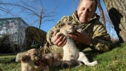 Зубков у важкому стані: напав лев із Маріуполя? (відео)