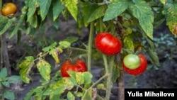 Иллюстратив сурат