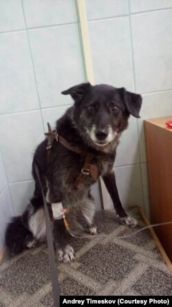 Journalist and activist Andrei Timeskov says he has received numerous threats for his actions. He says someone poisoned his dogs (above), whose lives were only saved by quick medical treatment.