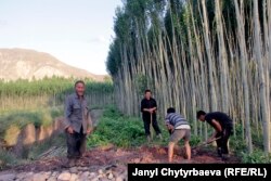 Алдакул аксакал терек өстүрүп сатат